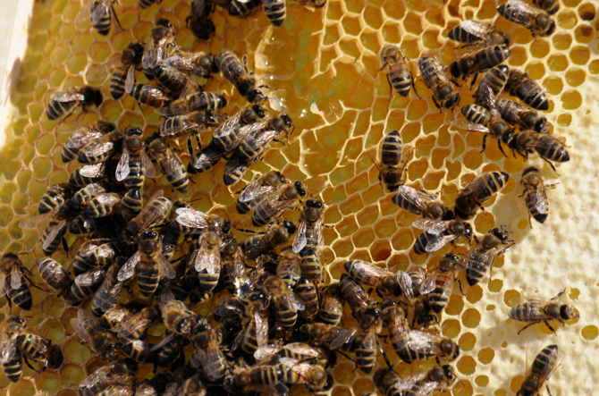 „Wichtiger Erfolg im Kampf gegen Bienensterben“ EU-Staaten verbieten Neonicotinoide