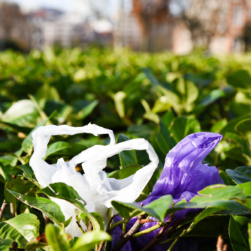 „Kurzer Nutzen, langer Schaden“ Umweltausschuss verbessert Regeln gegen Plastikmüll